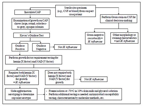 haemophilus flow chart